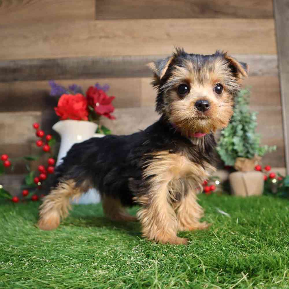 pet breed image