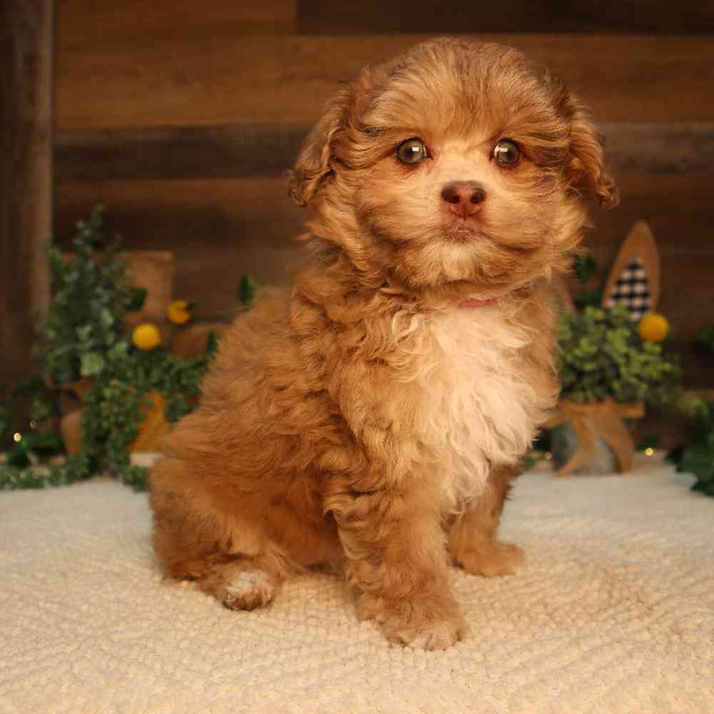 carousel pet images