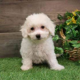 Bichon Frise