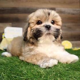 Lhasa Apso
