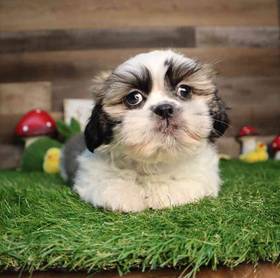 Shih Tzu