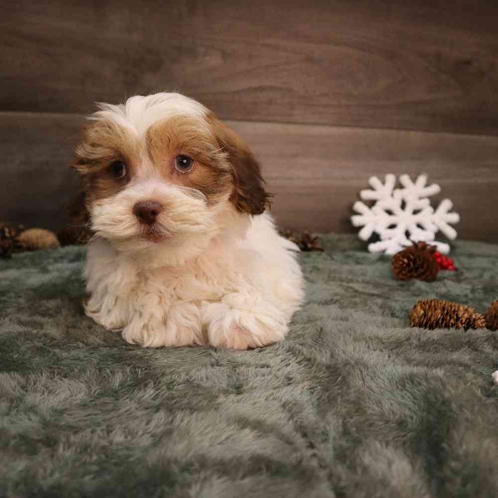 Female Teddy Poo Puppy for sale