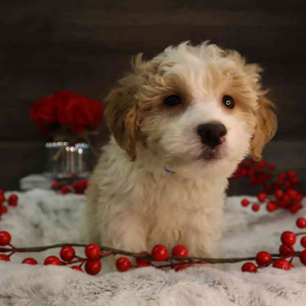 Male Mini Goldendoodle Puppy for Sale in Blaine, MN