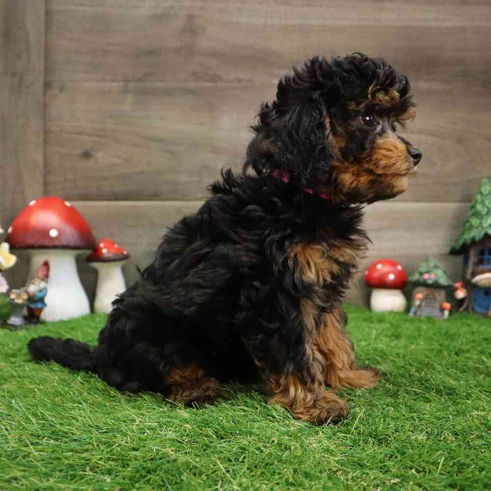 carousel pet images