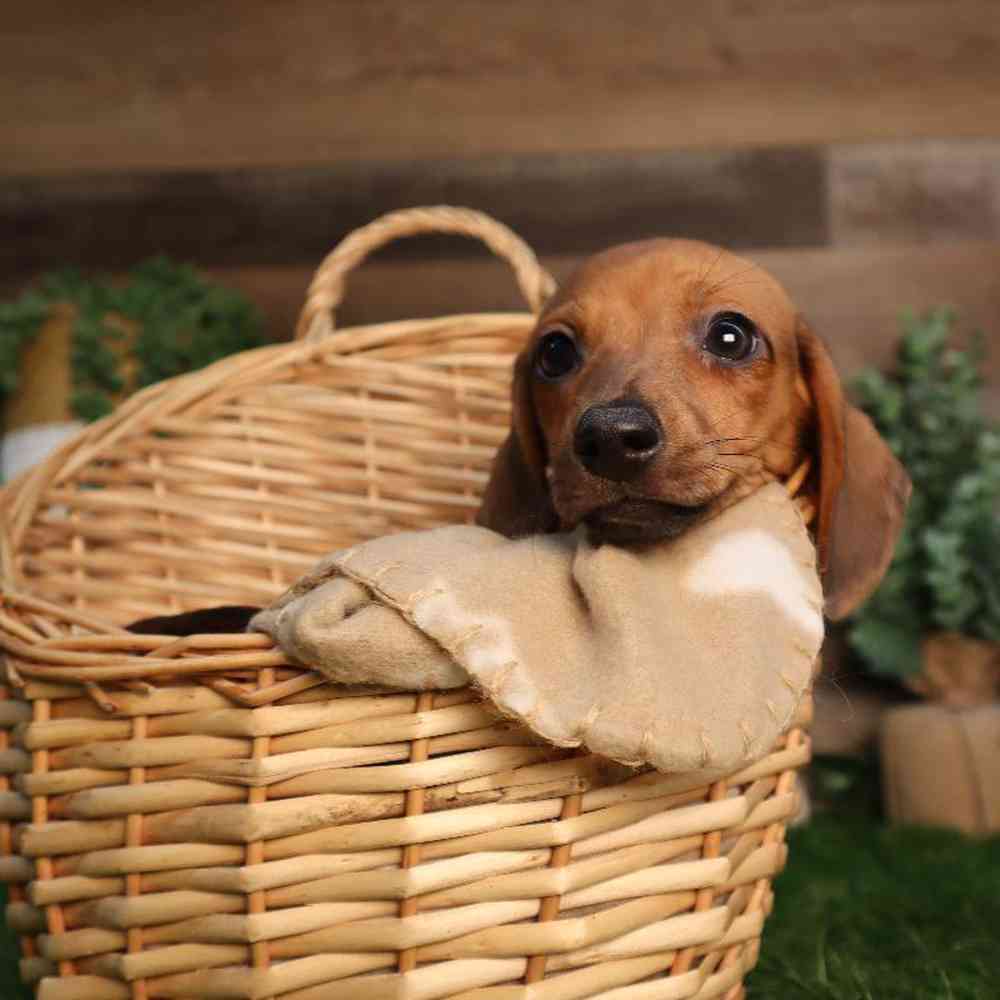carousel pet images