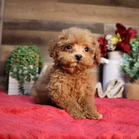 Mini Poodle