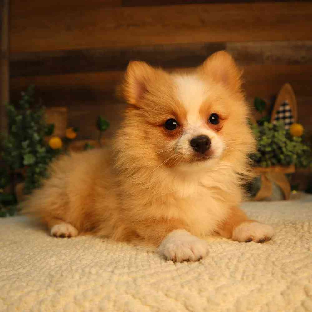 carousel pet images