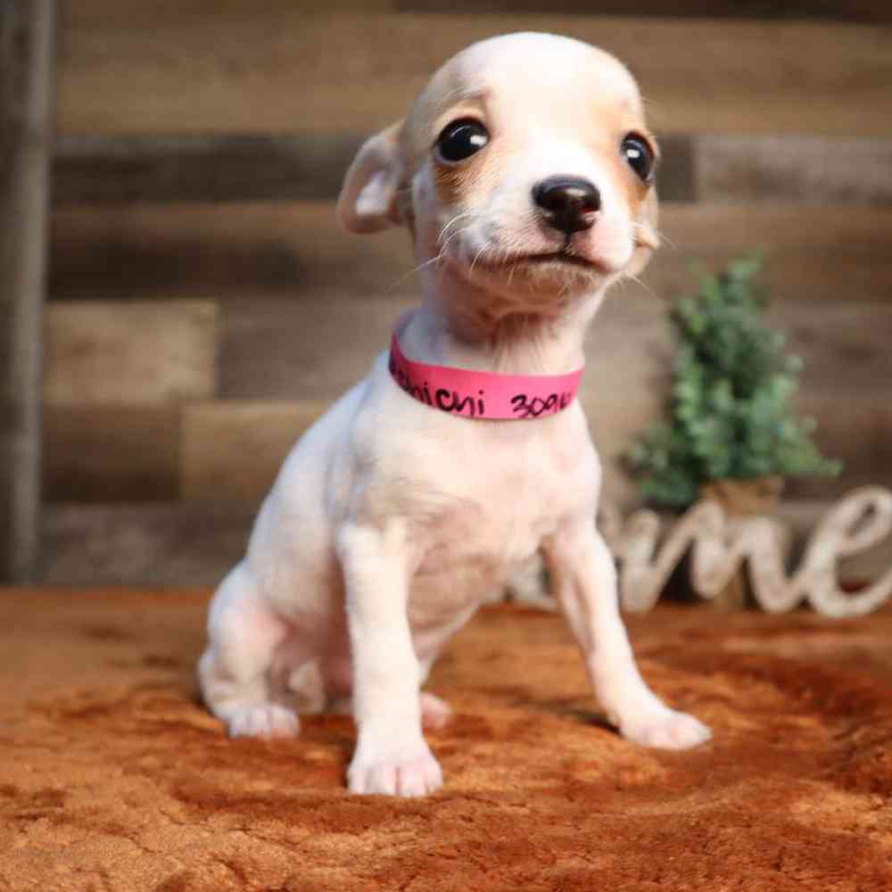 carousel pet images