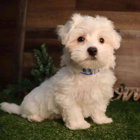 Maltese