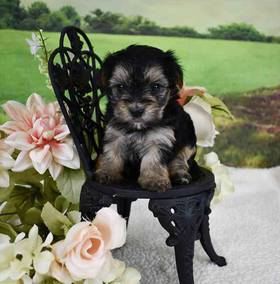 Morkie