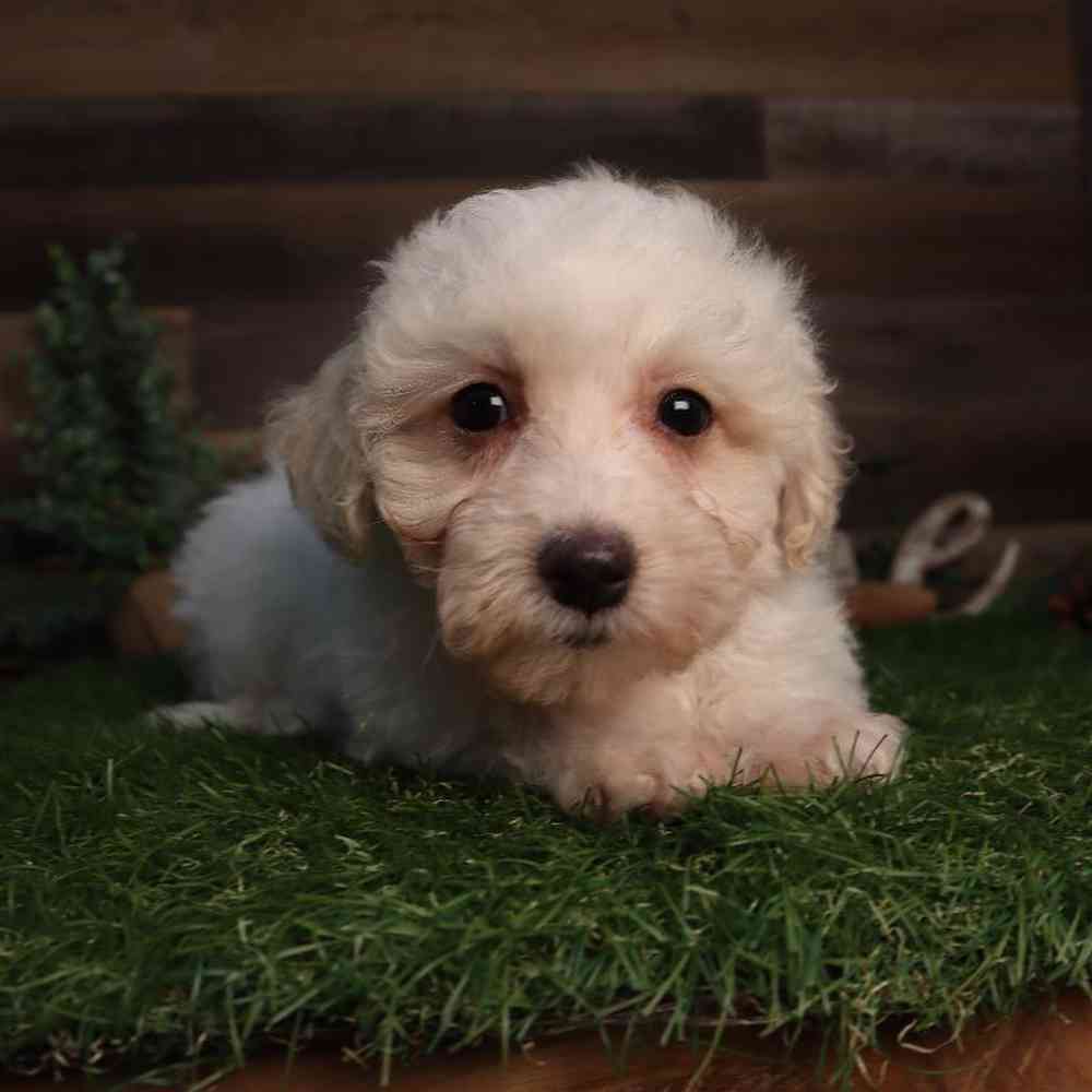 carousel pet images