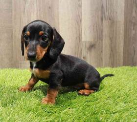 Dachshund