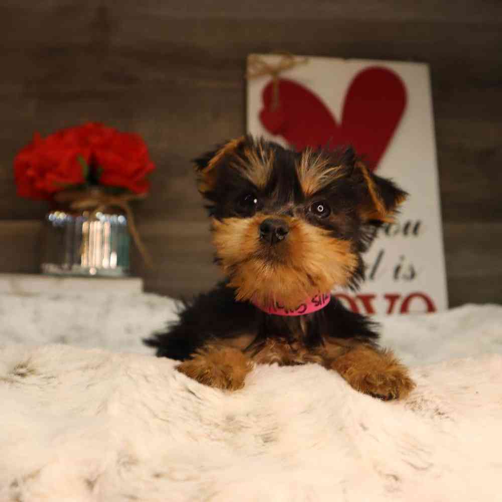 Female Silky Terrier Puppy for Sale in Blaine, MN