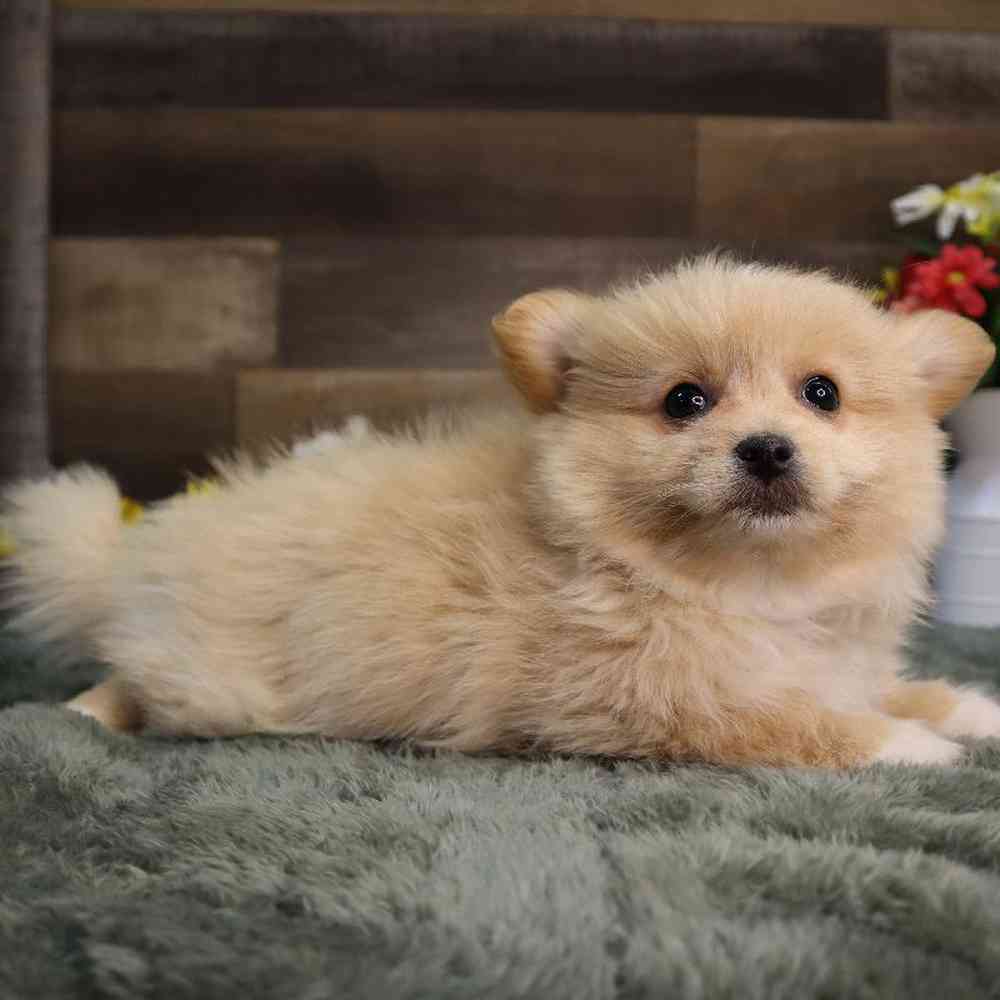 carousel pet images