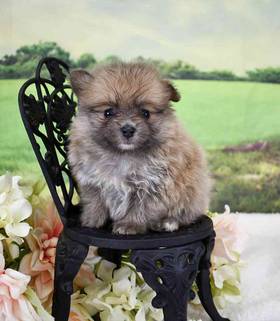 Pomeranian