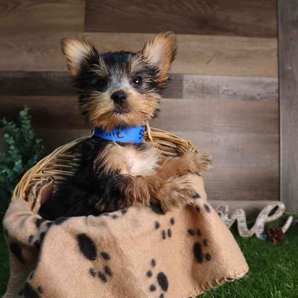 Male Yorkshire Terrier Puppy for Sale in Blaine, MN