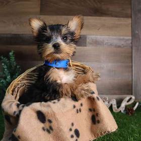 Yorkshire Terrier