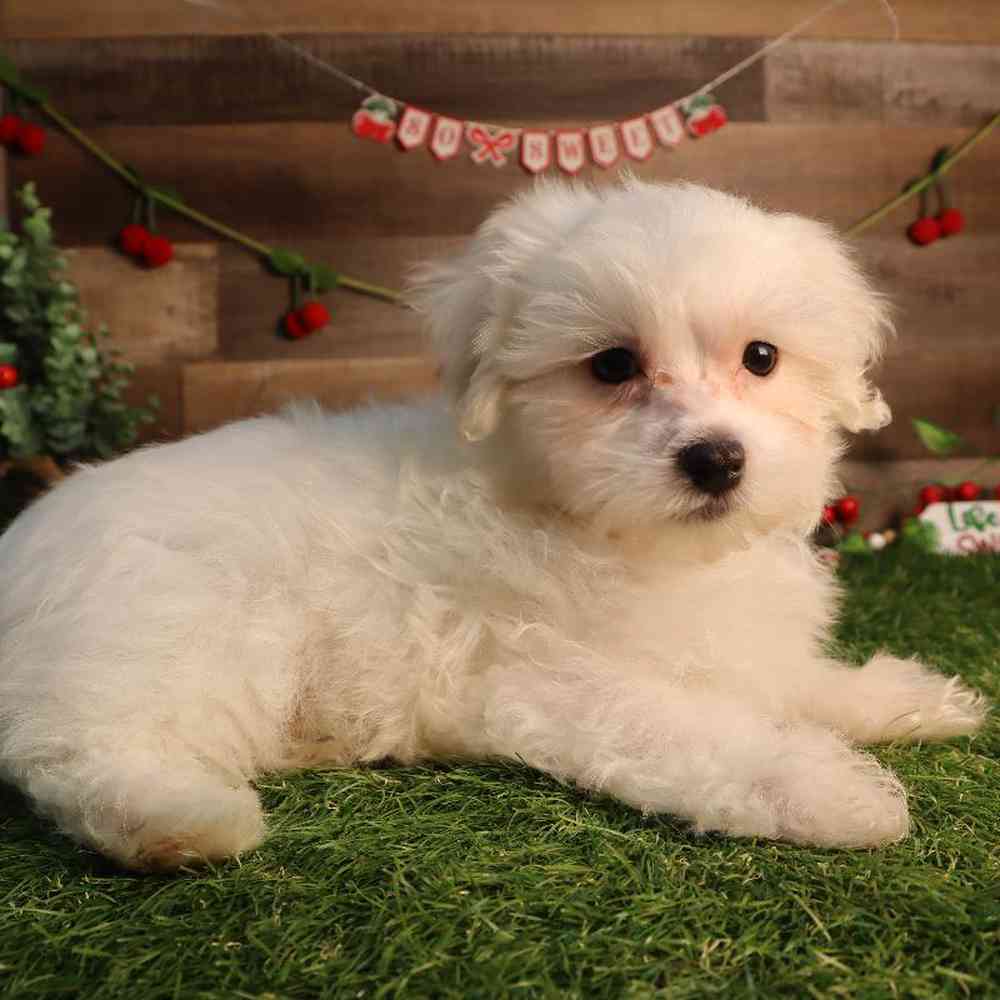 Male Maltese Puppy for Sale in Blaine, MN