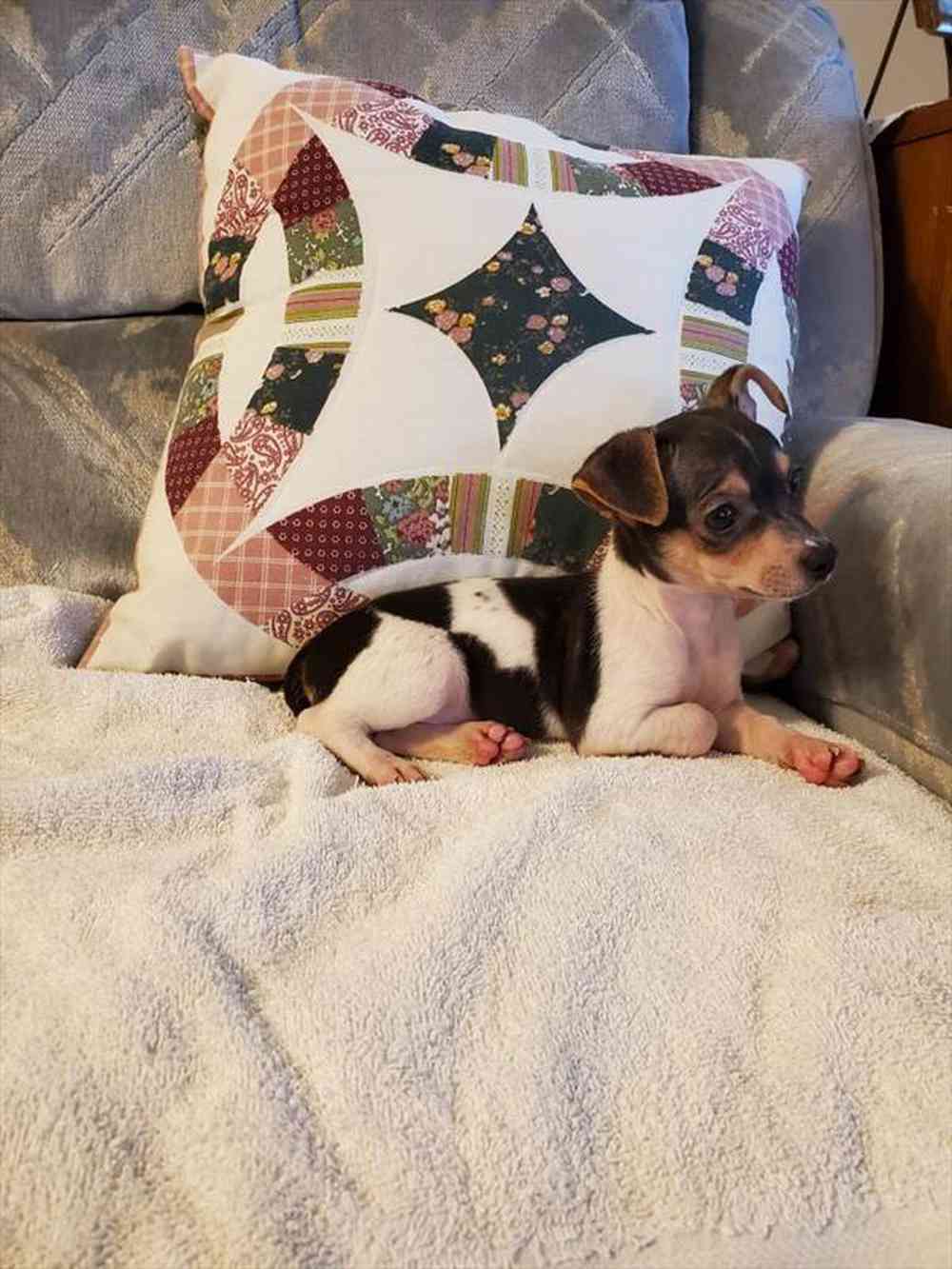 carousel pet images