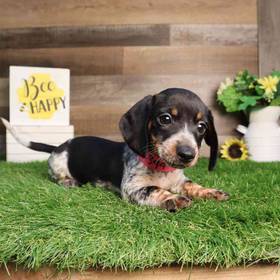 Dachshund