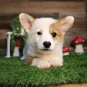 Pembroke Welsh Corgi