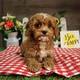Cavapoo