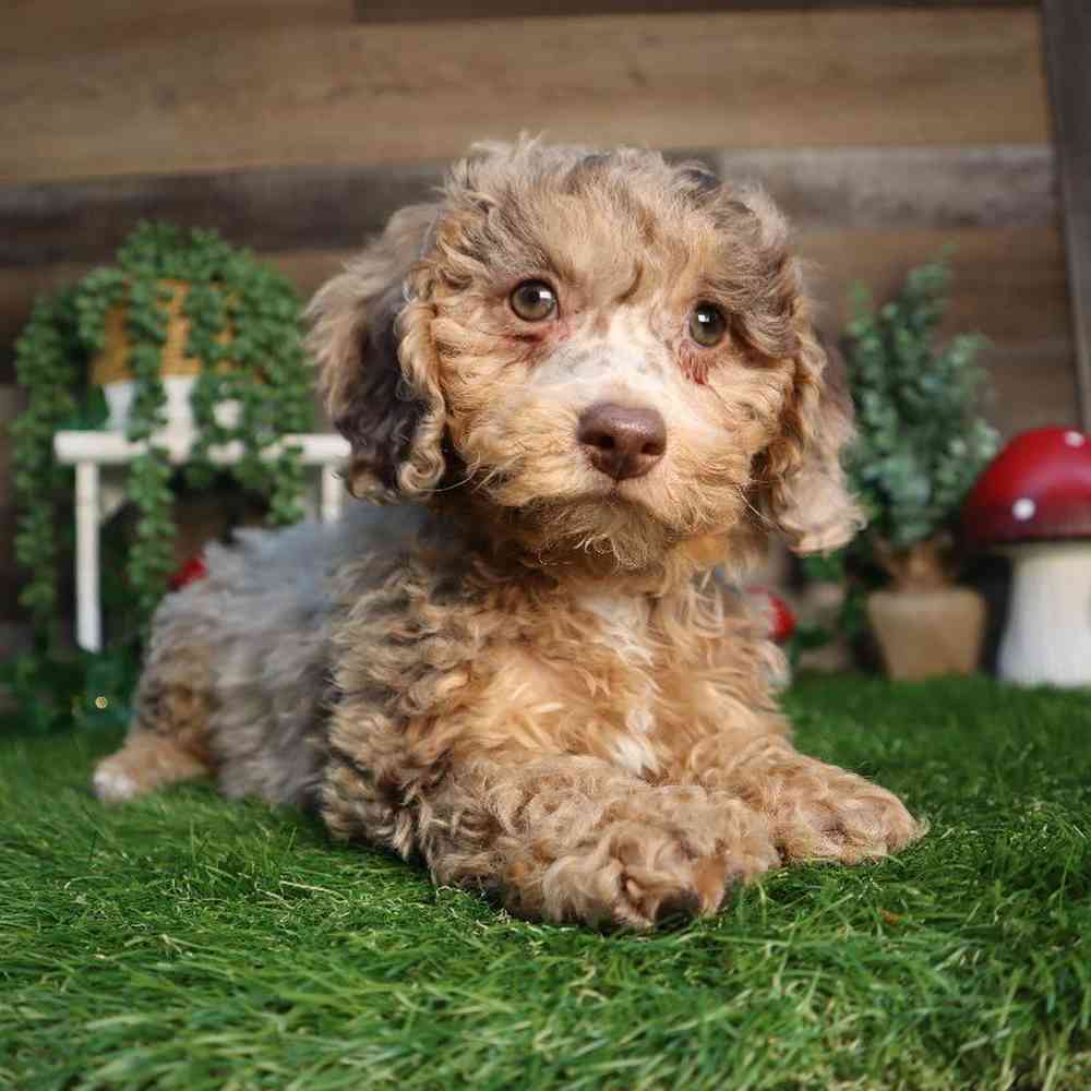 carousel pet images