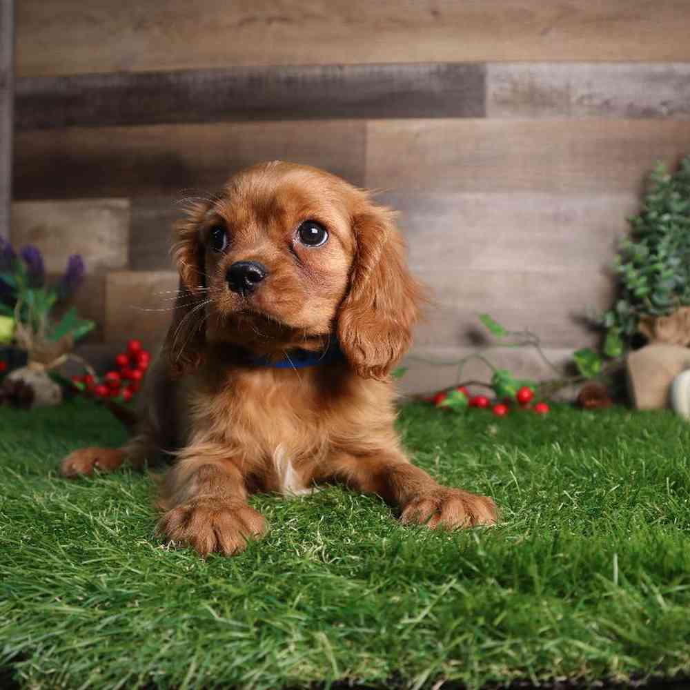 carousel pet images
