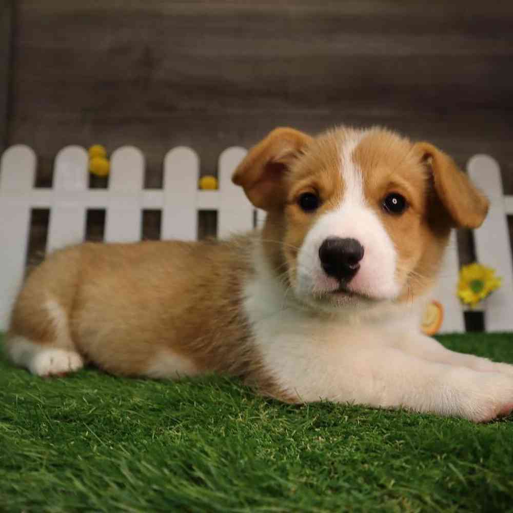 carousel pet images