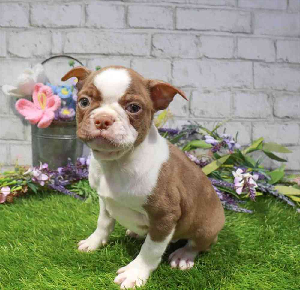 carousel pet images