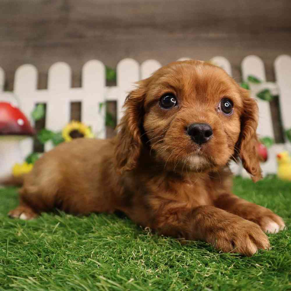 Male Cavalier King Charles Spaniel Puppy for Sale in Blaine, MN