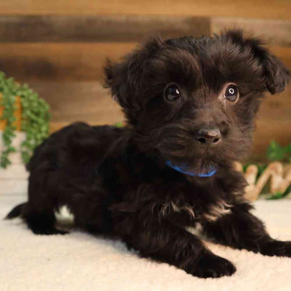 Male Morkiechon Puppy for Sale in Blaine, MN