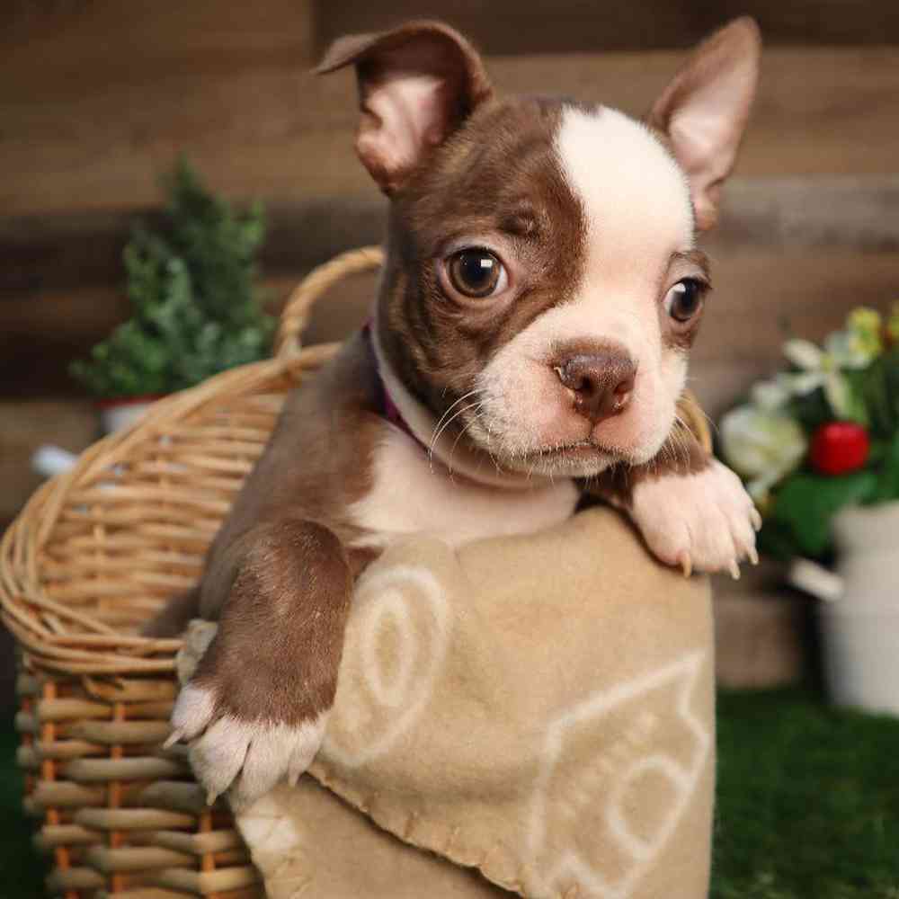 carousel pet images