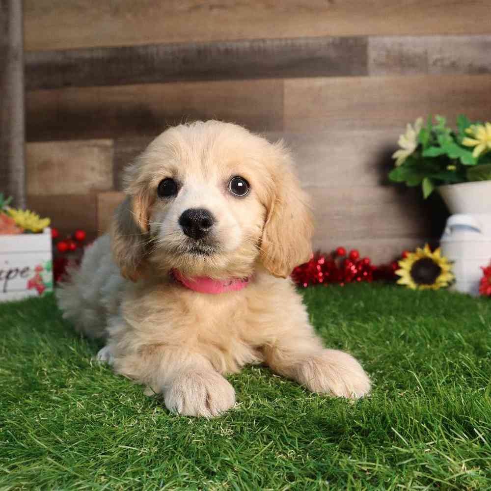 carousel pet images