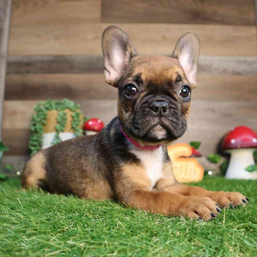 Female French Bulldog Puppy for Sale in Blaine, MN