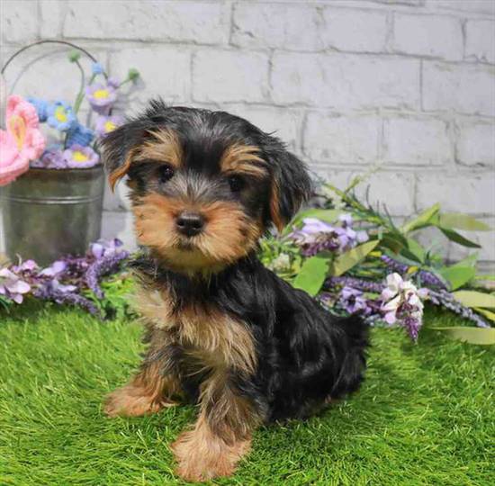 Lil Bear
