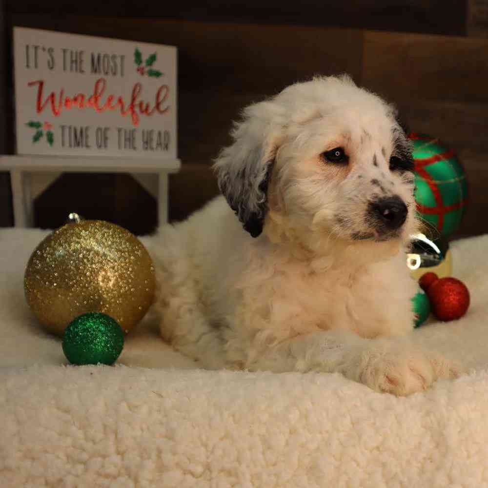 Female Mini BerneDoodle Puppy for Sale in Blaine, MN