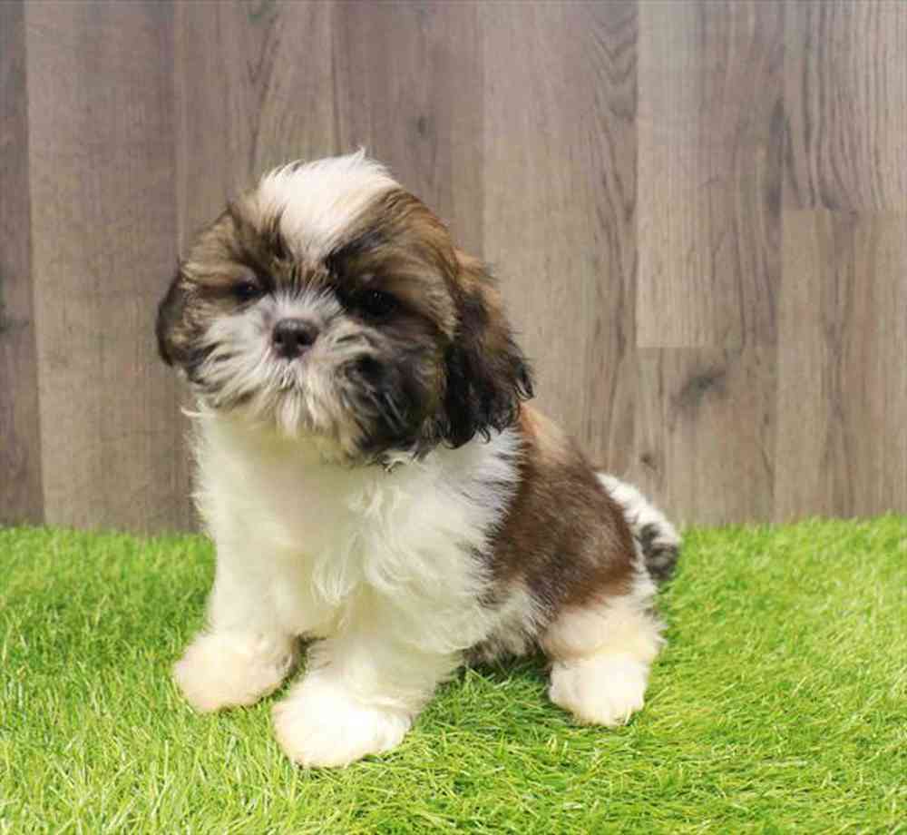 carousel pet images