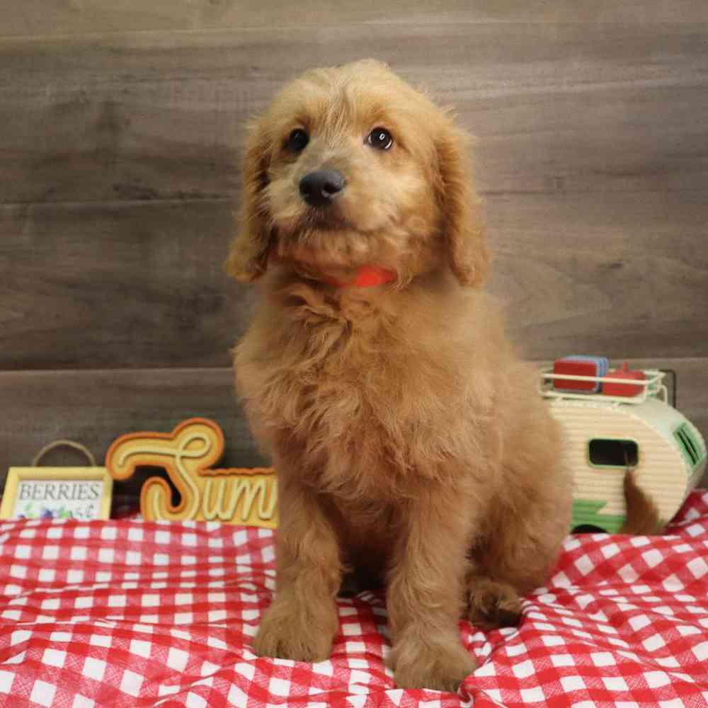carousel pet images