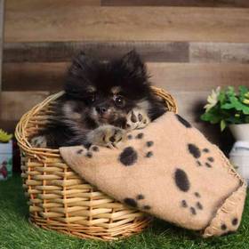 Pomeranian