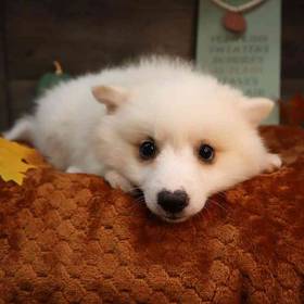 American Eskimo