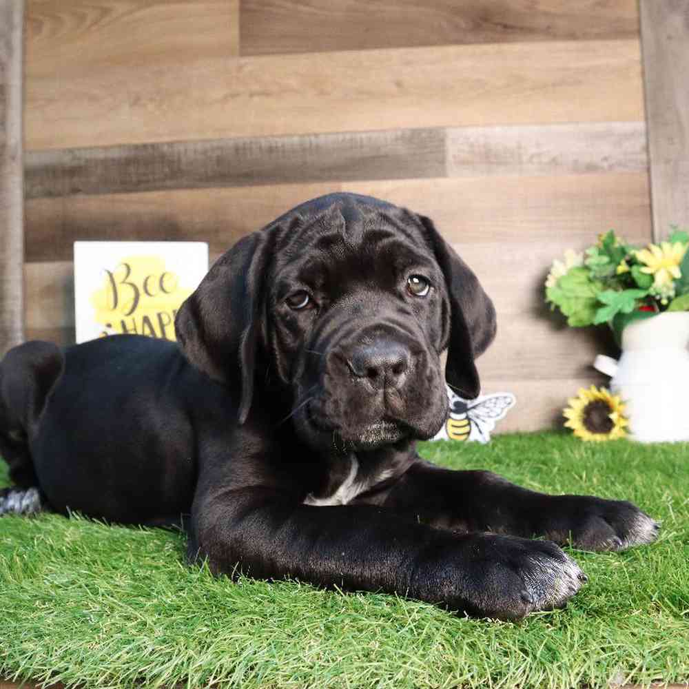 Female Cane Corso Puppy for Sale in Blaine, MN