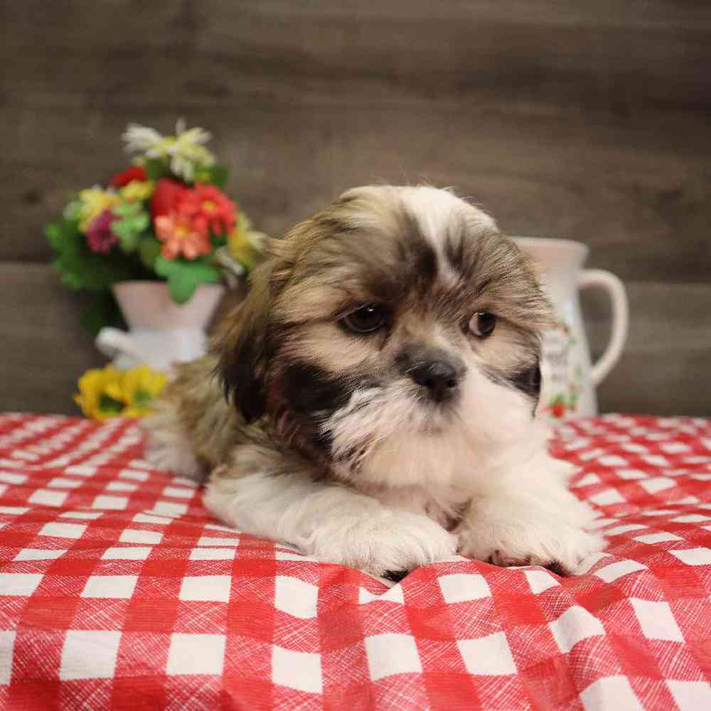carousel pet images