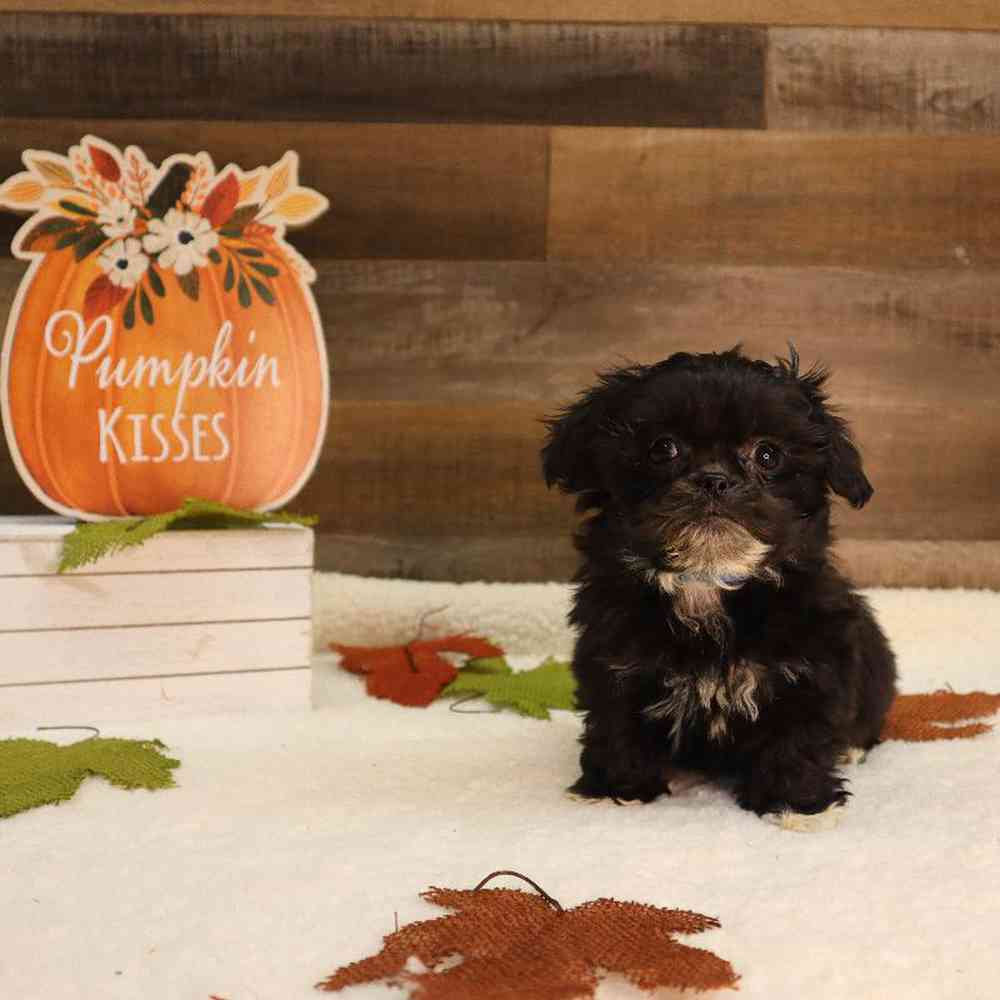 Male Teddy Bear Puppy for sale