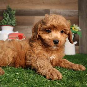 Cavapoo
