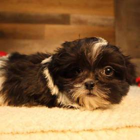 Shorkie