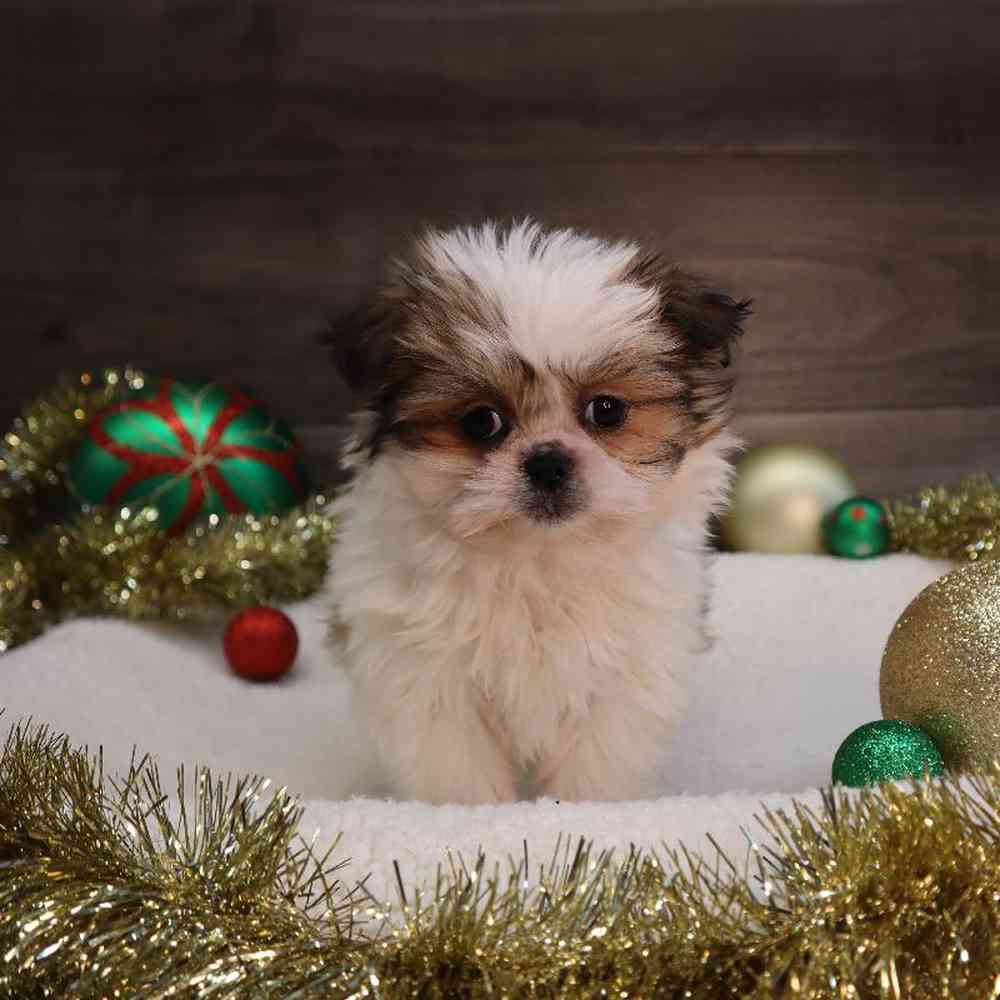 carousel pet images
