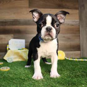 Boston Terrier