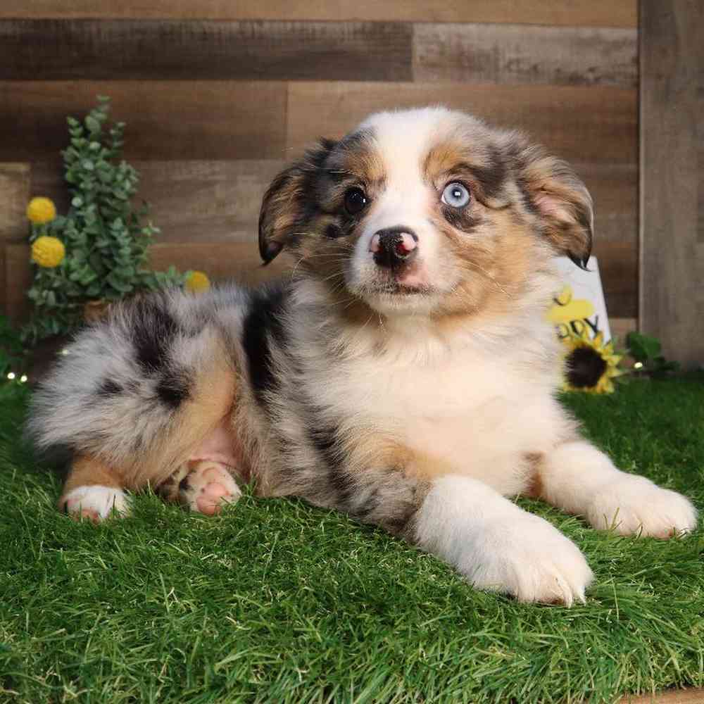 Mini Aussie Puppy for sale - Four Paws and a Tail