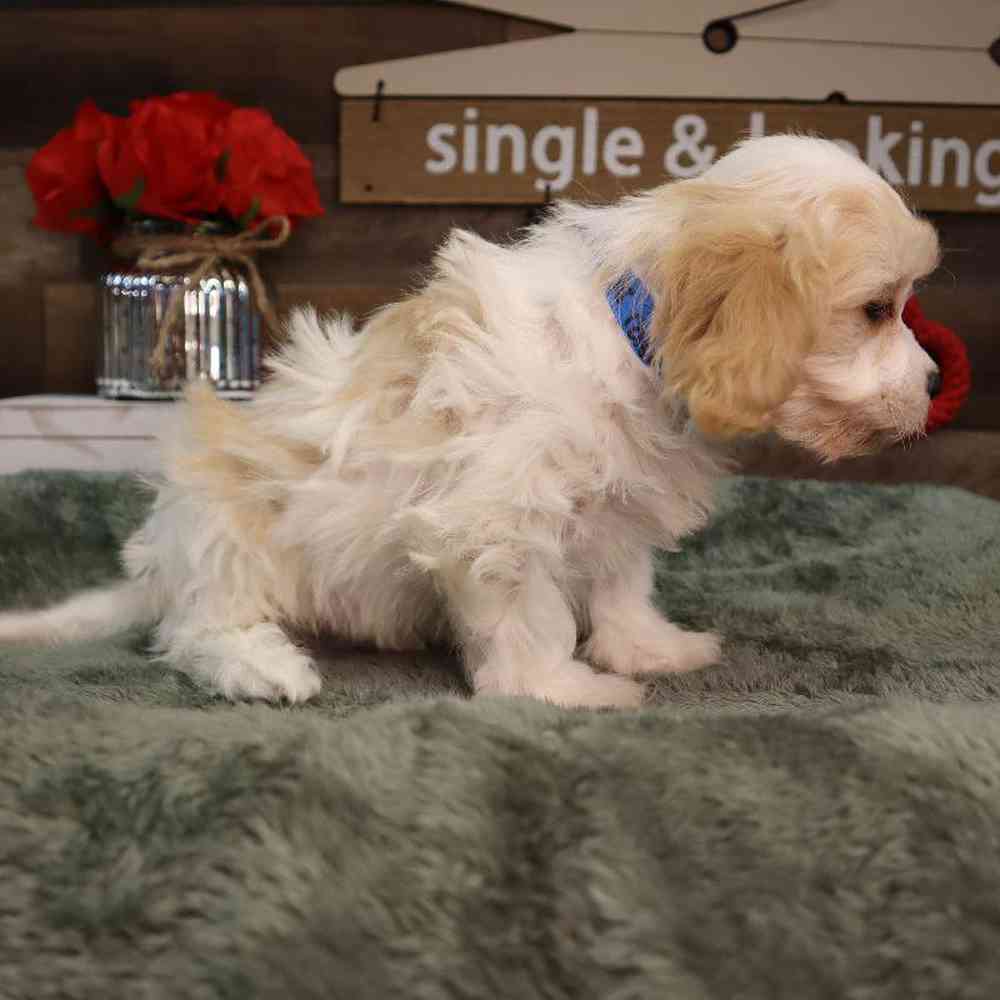 Male Cavachon Puppy for Sale in Blaine, MN